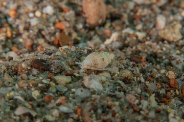 Sea snails in the Red Sea Colorful and beautiful, Eilat Israel
