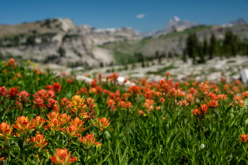 Orange Paintbrush Flowers Cover a Field in Game Creek Pass
