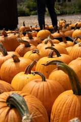 pumpkins in a field