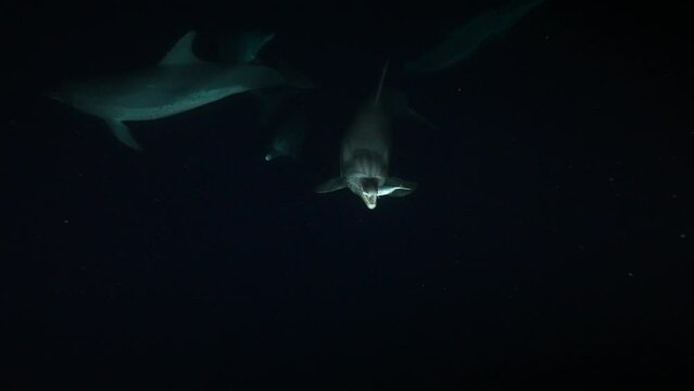 夜のタイセイヨウマダライルカ13_捕食した魚を咥える_バハマ_2023月6月