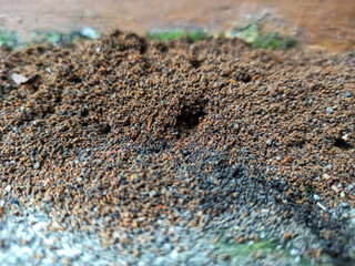 ant nest in the sand