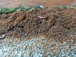 ant nest in the sand