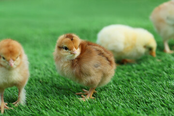 Many cute chicks on green artificial grass outdoors, closeup. Baby animals