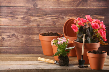 Time for transplanting. Many terracotta pots, soil, flowers and tools on wooden table. Space for text