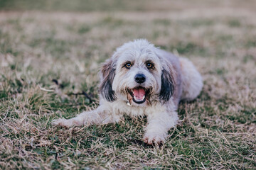 Poodle and Border Collie Bordoodle Oodle Dog portrait