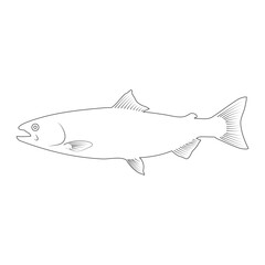 salmon fish icon vector