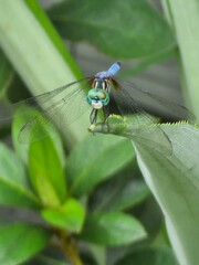 dragonfly on a leaf