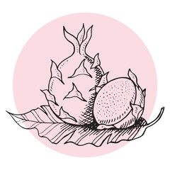 Dragon fruit hand drawing illustration vector