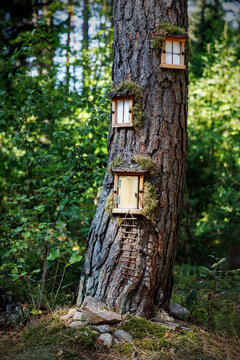 Doors and windows in a tree trunk.