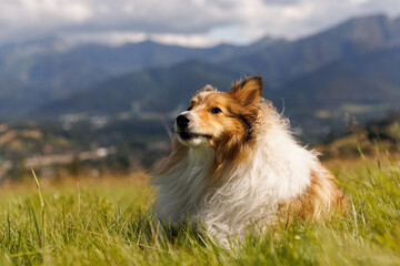 Fluffy dog lies on a green mountain meadow.