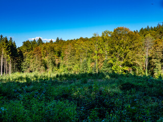 Wiederaufforstung im Mischwald
