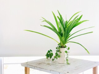 Interior design concept. Home plant in front of white walls. foliage plant and the window.