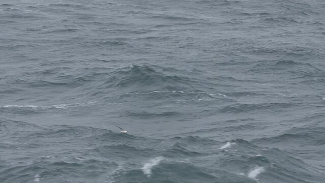 Northern fulmars flying just above waves in arctic waters off Iceland