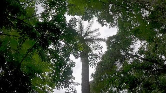 View of jungle treetops from below on Komodo Island Indonesia