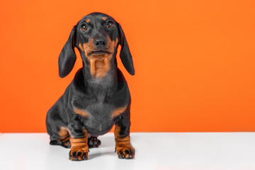 Funny little dog, tiny dachshund with big ears sits on its hind legs on orange background, looks up faithfully Thoroughbred beautiful pet, animal breeding, elite kennel Puppy education, socialization