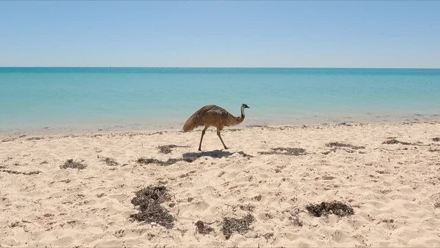 Lone emu walking along beach in Shark Bay Western Australia