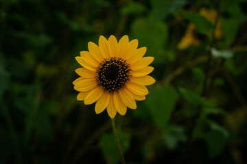 yellow flower in the garden