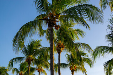 Obraz premium coconut trees