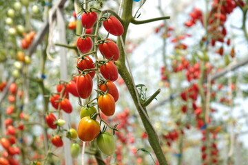 Tomato farming. Many tomato plants in greenhouse with Delicious cherry Tomatoes. Agricultural farm growing natural vegetables for sale in organic department stores and village fairs