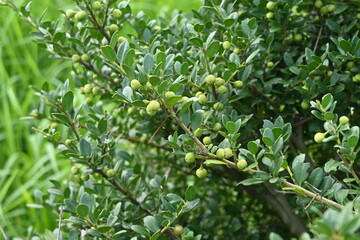 apanese holly / Box-leaved holly ( Ilex crenata ) unripe fruits. Aquifoliaceae dioecious evergreen shrub. White florets bloom from June to July, and the fruits ripen to black in autumn.