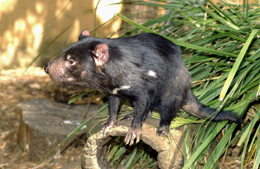 The Tasmanian devil is the largest carnivorous marsupial in the world