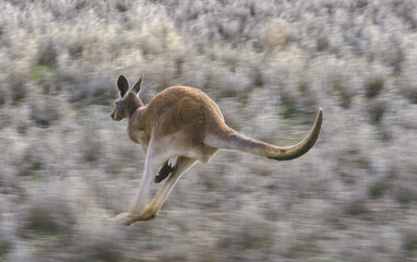 Red kangaroo in full flight in  outback New South Wales, Australia.