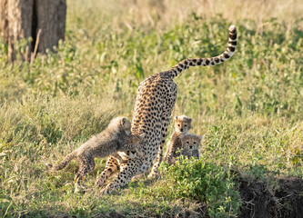 Africa, Tanzania Serengeti National Park, cheetah with very young  cubs.