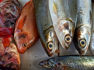 fresh fish on the market