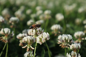 bee on a flower