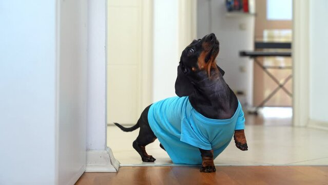 Smart puppy dachshund dog in blue T-shirt follows the handler commands to limp, jumps on one paw, trainer hand rewards with food, motivates obedience with food reinforcement Circus tricks with a pet