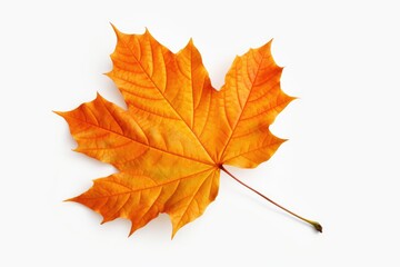 Naklejka na ściany i meble maple leaf