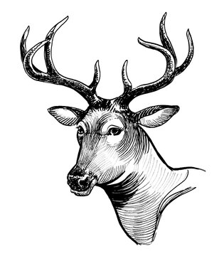 Deer head. Hand-drawn retro styled ink black and white drawing
