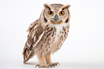 Mysterious Owl: Beautiful Bird on a White Background