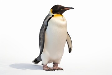 Adorable Penguin: Beautiful Bird on a White Background