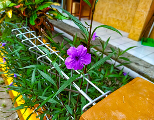 purple flowers blooming in the garden
