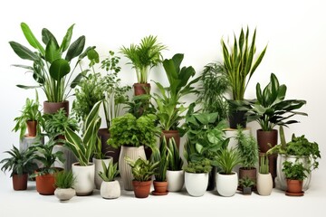 plants in a pot