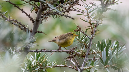Warbler on the Branch
