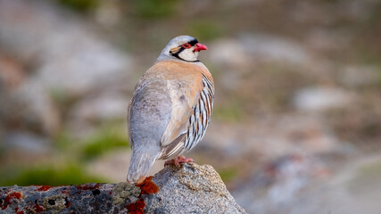 Chukar Partridge Portrait