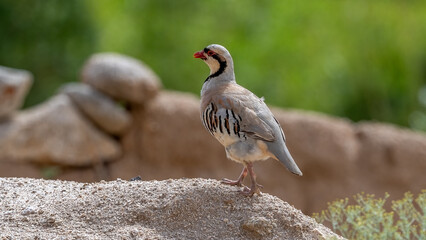 Partridge from Ladakh Himalayas with Green BG