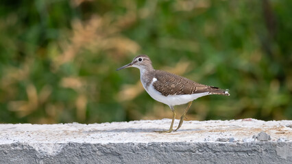 Bird with Green Background