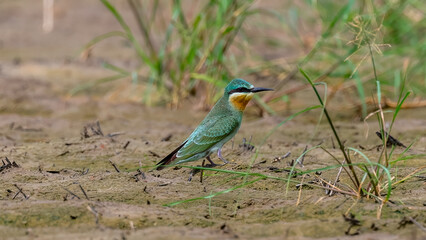 Blue-Cheeked Bee Eater in the Field