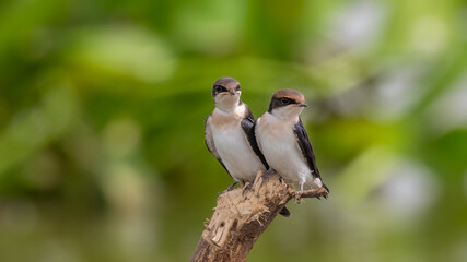 Swallows sharing a perch
