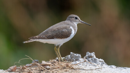 Sandpiper