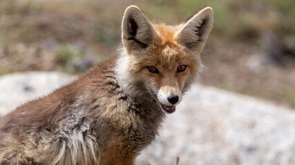 red fox portrait