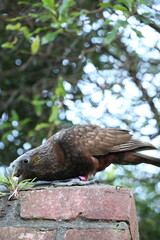 Kākā in garden