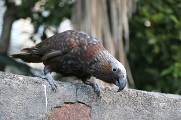 Kākā in garden