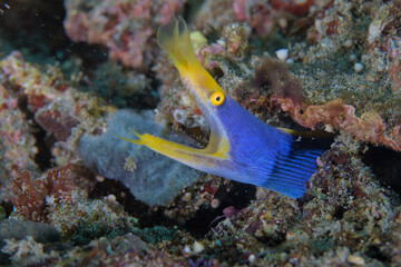 Blue yellow ribbon eel in the coral reef