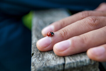 ladybug on hand © Ylmaz