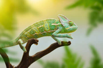 chameleon on a branch