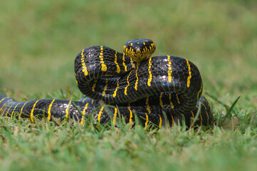 gold ringed snake on grass